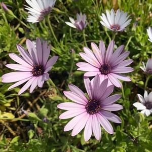 Meet your Posher, Violet